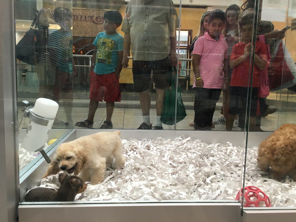 nj-pet-shops